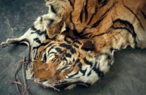 Harimau-perdagangan-Nepal-IEA