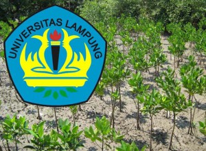 bibit Mangrove copy