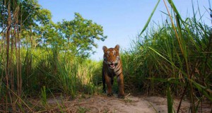 harimau