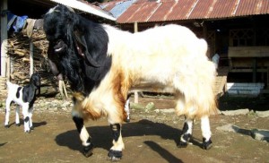 etawa