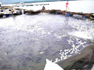 ikan-keramba