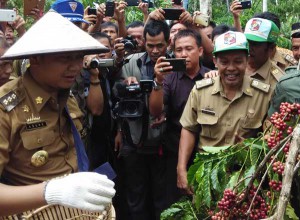 Agung-Panen-Raya-Kopi