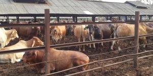 sapi