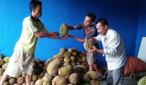 durian