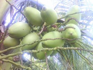 kelapa