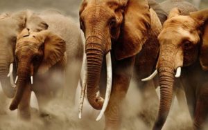 Elephant hlimg.com