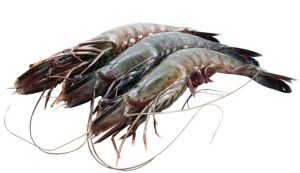 Udang-Pancet-Besar-Size-21-25