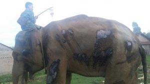 Gajah